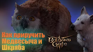 Baldur's Gate 3 Как приручить Медвесыча и Шкряба Как их подружить Детальный гайд