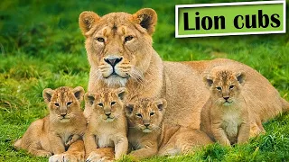 Lion Mom Keeps Cubs Safe From Predator