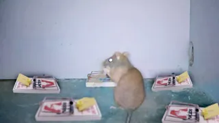 Rat Pulls Off a Big Brain Move