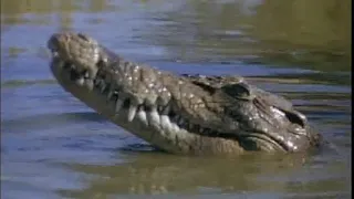 Malcolm Douglas - Australia - Catching Crocodiles (1985)