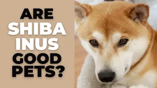 Are Shiba Inus Good Pets? 10 Pros and Cons of Owning a Shiba