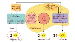 IB Biology 8.2 (Cell Respiration)