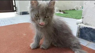 Adorable kitten is angry with adopted siblings he is walking away from them
