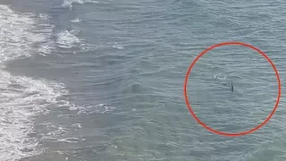 Hammerhead shark next to shore Lake Worth Beach Pier