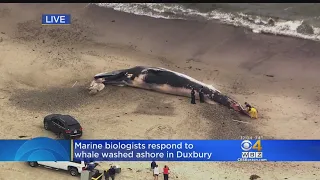 Dead Whale Washes Up On Duxbury Beach