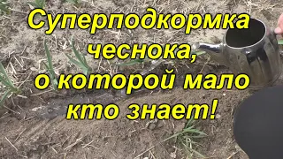 Проведите подкормку чеснока именно так и сами удивитесь урожаю!