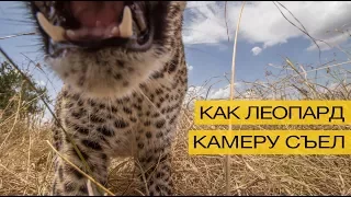 Как леопард камеру съел