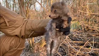 The fox cub rescued by humans