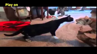 Fun with animals TOP March 2015  Приколы с животными ТОП март 2015