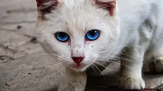 White Cat Looking At Me For Food And Love ( Cute Cats)