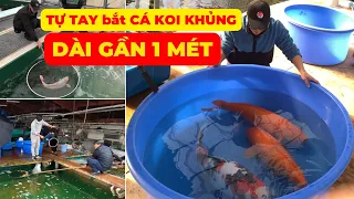 Tự tay bắt CÁ KOI KHỦNG dài gần 1 MÉT tại trại MARUSEI | Hành trình SĂN CÁ KOI ĐẸP cho khách hàng