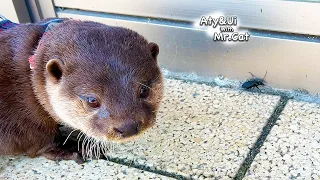 An Otter Gently Interacting with a Small Friend [Otter Life Day 860]