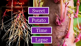 Sweet Potato Time Lapse