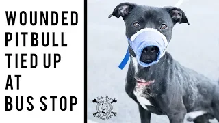 Wounded Dog Tied Up at Bus Stop | New York Bully Crew