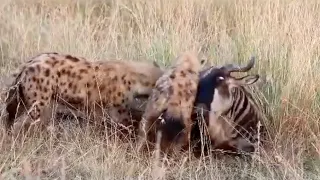 Wildebeest tries to stand up while hyenas eat his stomach