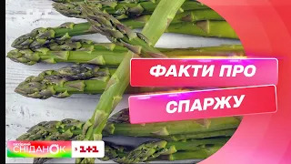 Шпарага, шпаргівка, заячий холодок: цікаві факти про спаржу