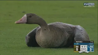 The goose got loose during Padres vs Dodgers Game 2