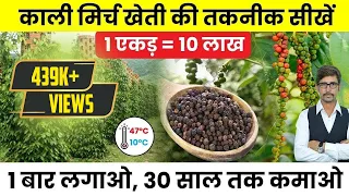 गर्म इलाकों में उगाई जा सकती है काली मिर्च | Black Pepper Farming | Kali Mirch ki Kheti