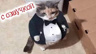 ПРИКОЛЫ С КОТАМИ! СМЕШНЫЕ КОТЫ ДО СЛЁЗ! Смешная ОЗВУЧКА ЖИВОТНЫХ!