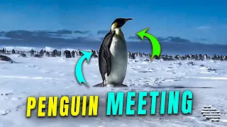 Penguin Biscuit Meets Emperor Penguin