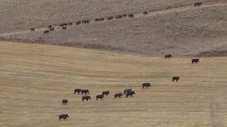 Çölde av / hunting in the desert