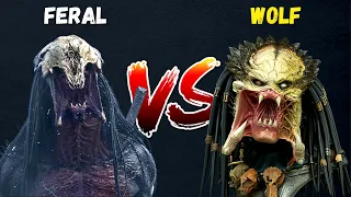 Feral VS Wolf - PREDATOR PREY FIGHT | WHO WINS?