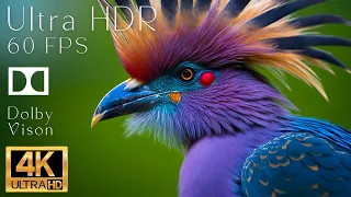 4K HDR 120fps Dolby Vision with Animal Sounds (Colorfully Dynamic) #32