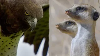 Run for Your Lives | Meerkats vs. Martial Eagle | Love Nature