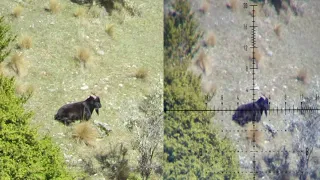 Black goat kill. Testing the new Element Optics Helix 4-16x44 #NZ hunting #chase_the_wild_nz