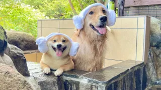 まるで人間のように露天風呂に入る豆柴とゴールデンレトリバーが可愛すぎました...