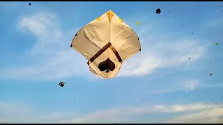 15 Taway 🎉 KITE Flying | 15 FT 😍 GUDDA | | kite #flyingbeast  #shorts kite flying #youtubeshorts