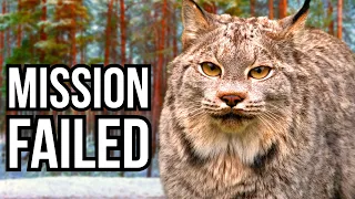 3 Animal Reintroductions That Unfortunately Failed