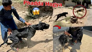 Bully Dog Ka German Shepherd Dog Sy Phadda Hogya😱