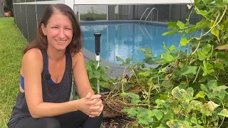 The Trick To Planting Carrots That NO ONE Will Show You