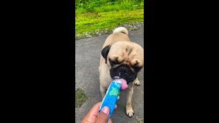 Pug eats a Go-Gurt