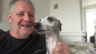 Living with a Whippet