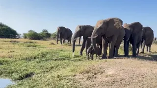 A Walk in the Wild with Baby Elephant Phabeni & the Herd 🍃