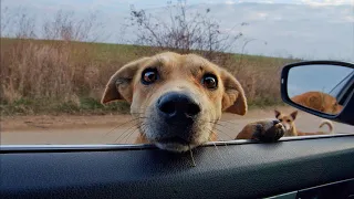 We Were Stopped by Stray Dogs... We Couldn't Drive By Them