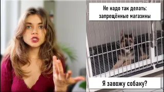 ЗАВЕСТИ СОБАКУ В США | приюты, магазины жестокости и частные breeders