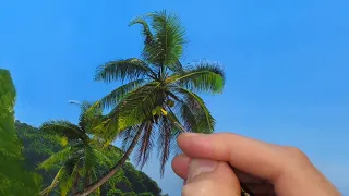 How to paint Palm Trees | Episode 165