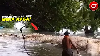 HEBOH!! Penemuan Makhluk Misterius Terdampar Dipantai. Bentuknya Seperti Naga