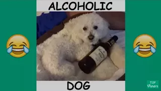 Funny Quincy the dog vines compilation