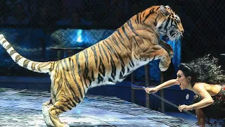 Circus show Lion and Tigers / Цирковое шоу Льва и Тигров