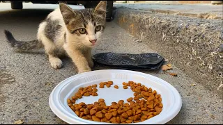 We Found a Poor Stray Kitten in the street | YUFUS