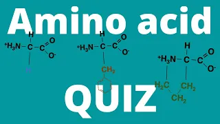 Amino acid QUIZ (How many amino acids can you memorize?)