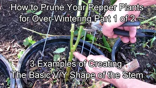 How to Prepare & Prune Your Pepper Plants for Over-Wintering - Part 1/2:  Examples of V or Y Pruning