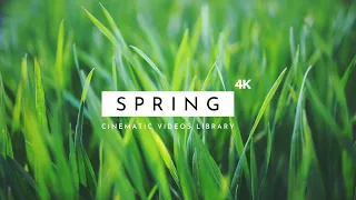 Spring - Cinematic Videos 4K | Free Spring Footage Stock