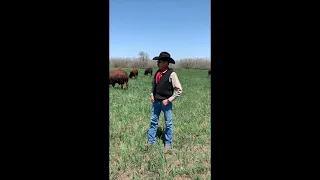 2021 Spring Texas Heat Tolerant Bulls