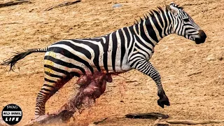 Man Ditches Toyota to Run Away from Elephant! zebra VS lion King 👑💖👑