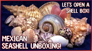 Let's Unbox Seashells from Mexico! I was Gifted Mexican & North American Shells #unboxing #shells